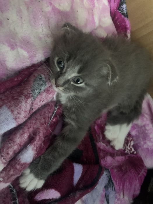 Отдам котят в хорошие руки