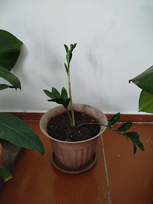 Растения комнатные