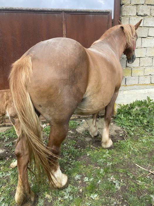 Vând iapa cu manz !