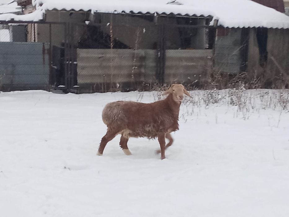 8 бас токты кошкар