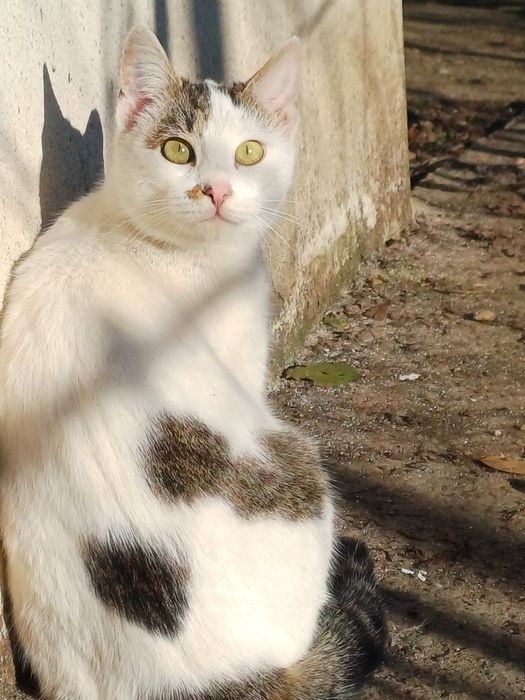 Donez pisicute in varsta de 7 luni