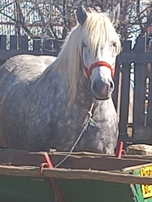 Eapă de 5 ani 8,9 sute kg  a făta mai are o lună