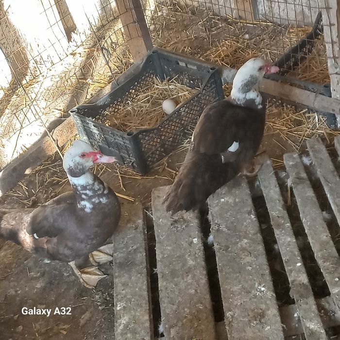 Индаутки продаётся