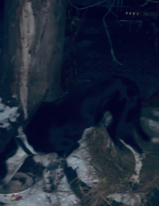 Продам собака грейхорд) Торг бар