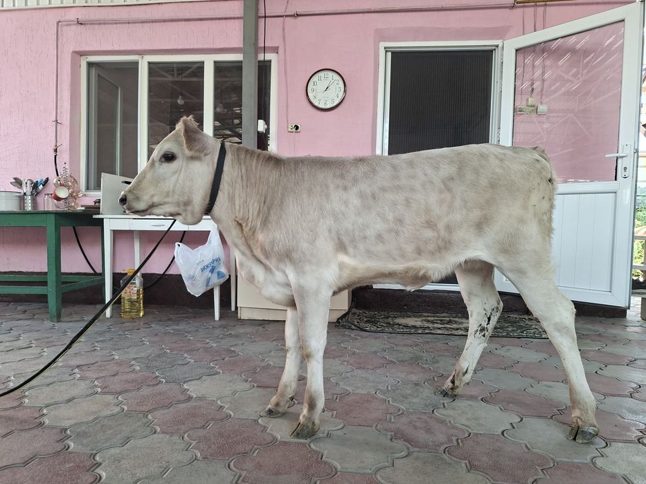 Продам породистого телёнка