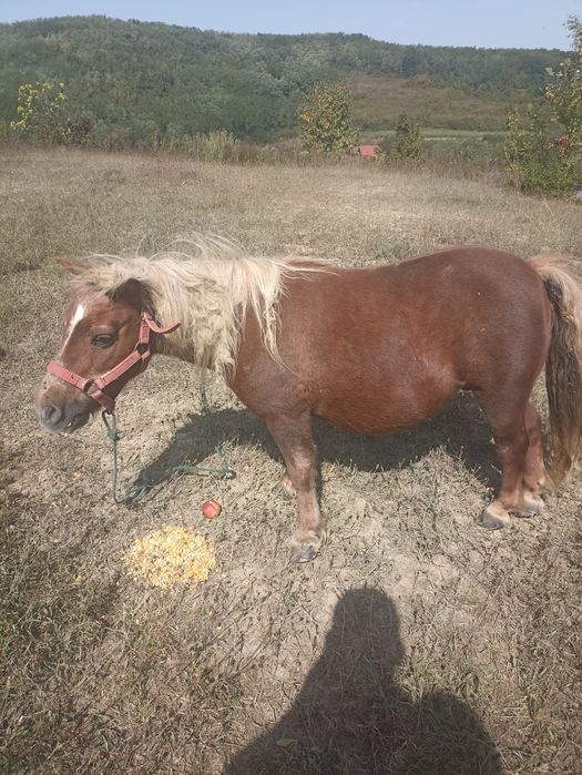 Poneiță gestantă