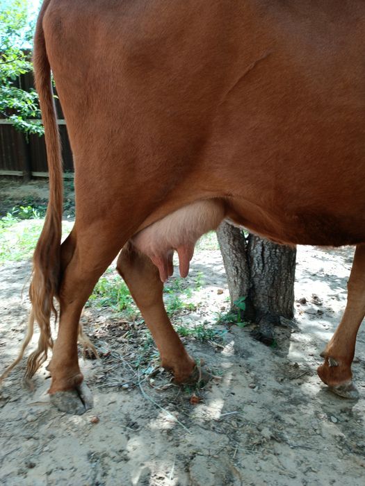 Сүтті сиырлар сатылады.