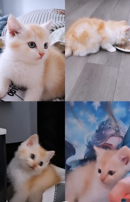 Шотландский котенок шиншилла