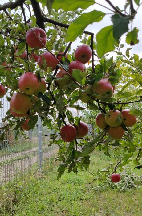 Curățare de copaci și viță de vie