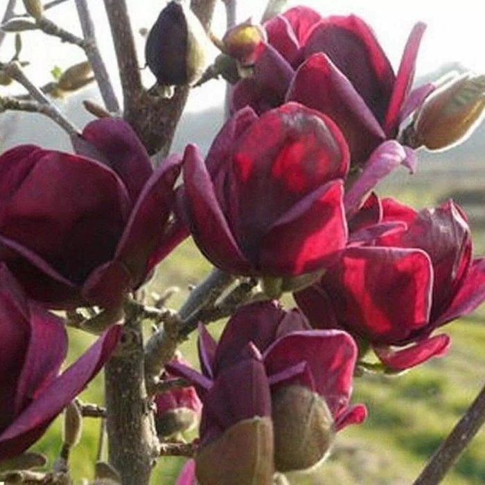 Magnolia black tulip