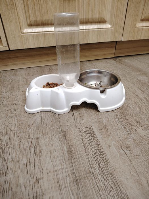 Шикарный игривый кот