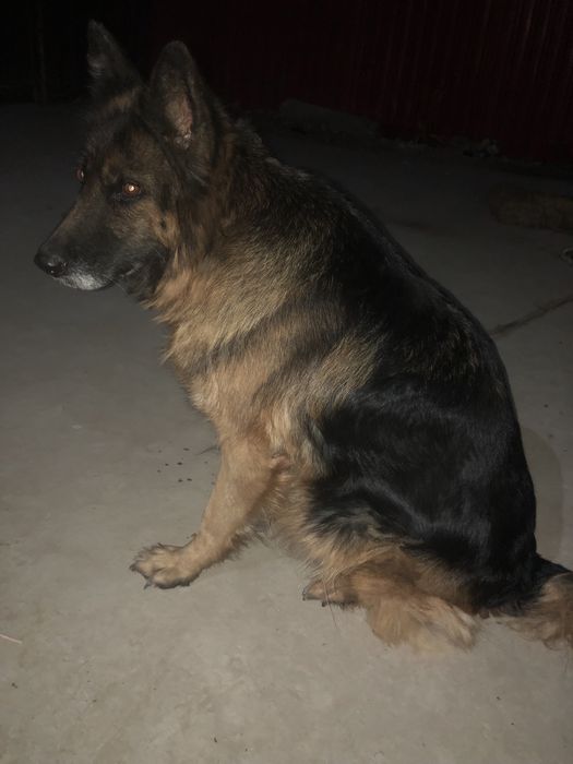 Немецкый овчарка продается поговорим