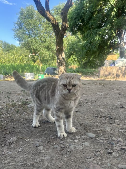 Британская  вислоухая кошка