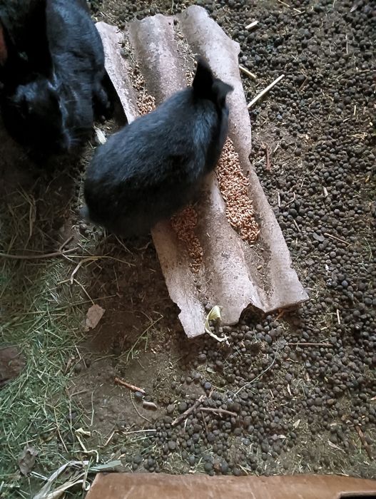 Продаются крольчата,  3 мес,по 3000т