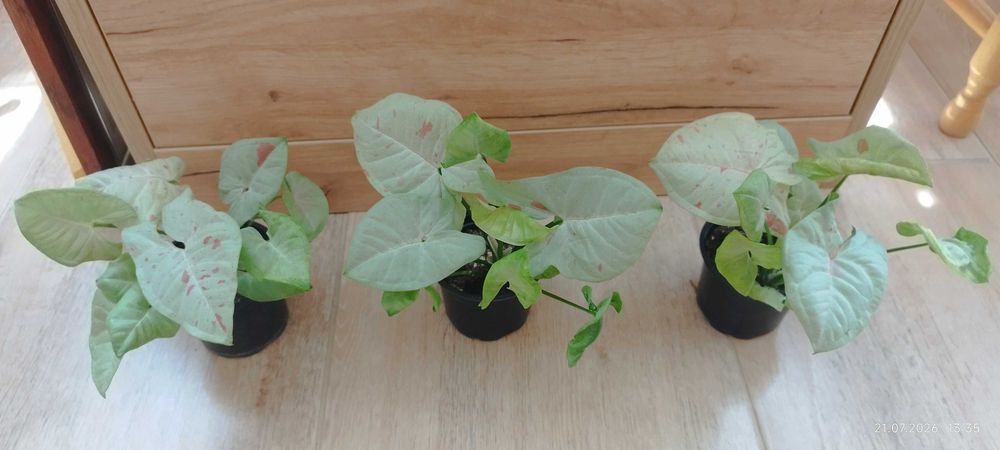 Филодендрон (Philodendron) / Сингониум (Syngonium)