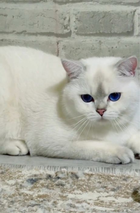 Британский мальчик дорогим окрасом