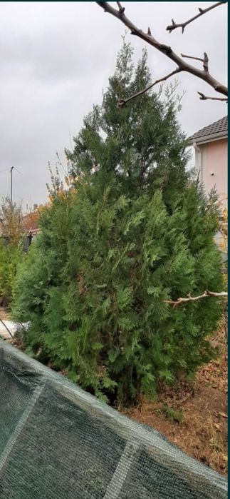 Саженцы туи местные