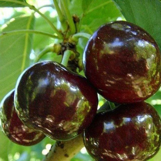 Mevali gilos koʻchatlari