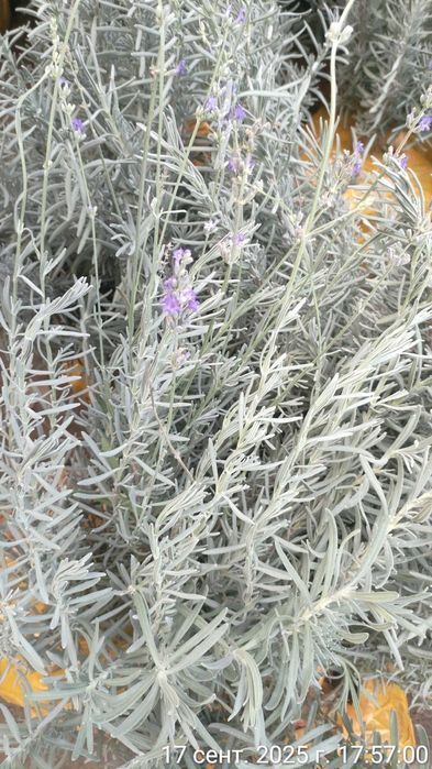 Роза, гортензии, лаванда горная