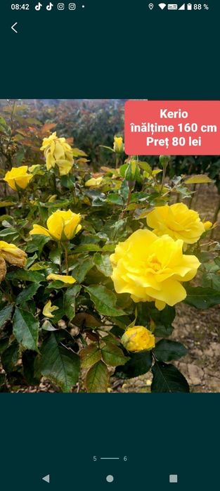 Trandafiri pe picior