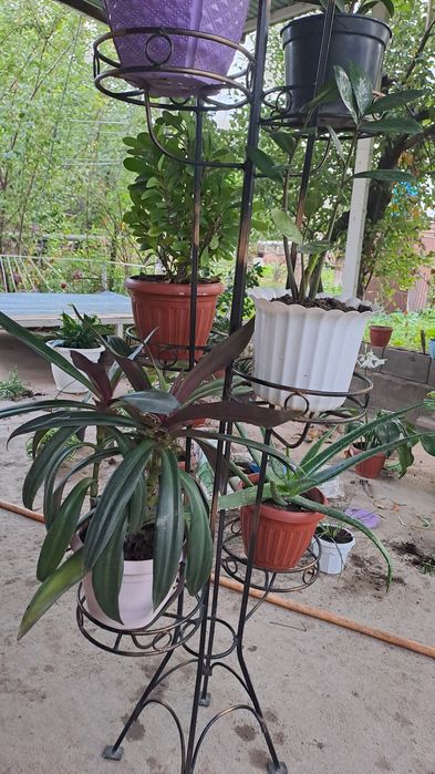 Домашний цветок, үй гүлдері