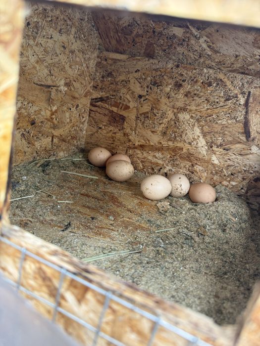 Товуклар учун катта клетка товуклари билан