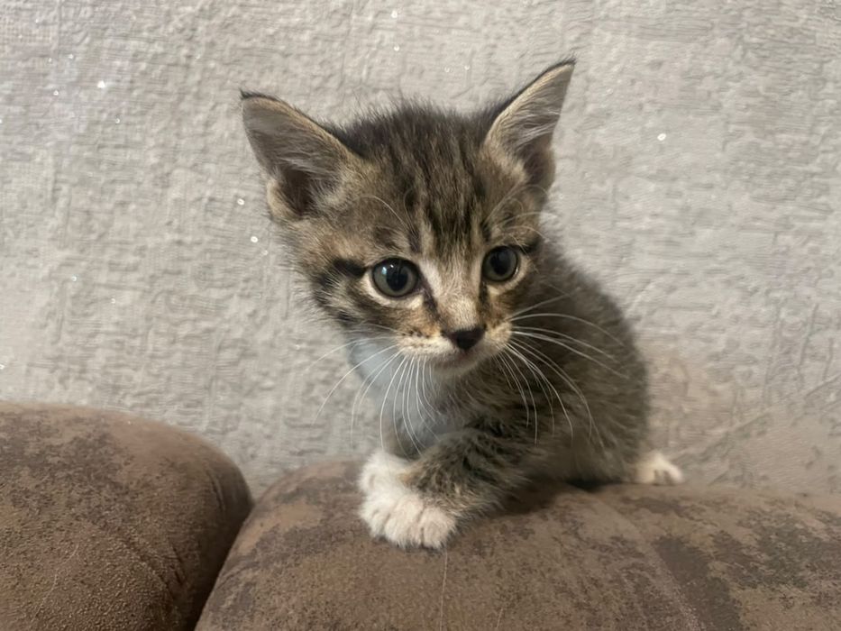 Котята красивые и ручные