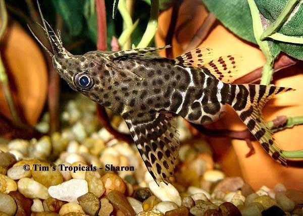 Сомик синодонтис в Аква Зоо Салоне"Посейдон"