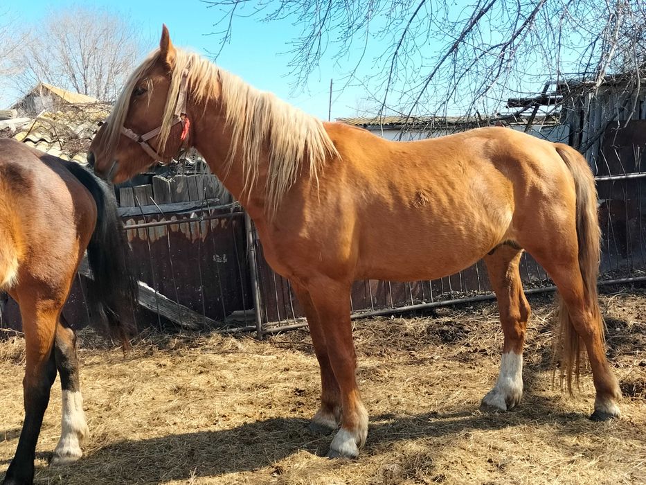 Продам жеребца и кобылу