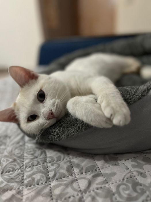 Котенок 8-9 месяцев в добрве руки