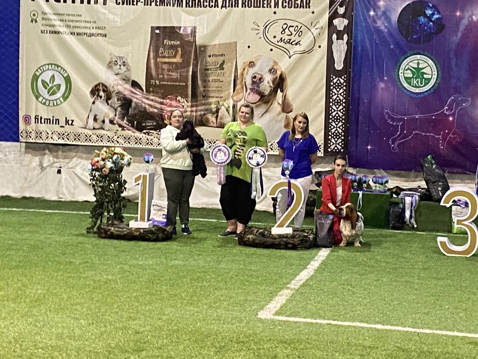 Английский кокер спаниель