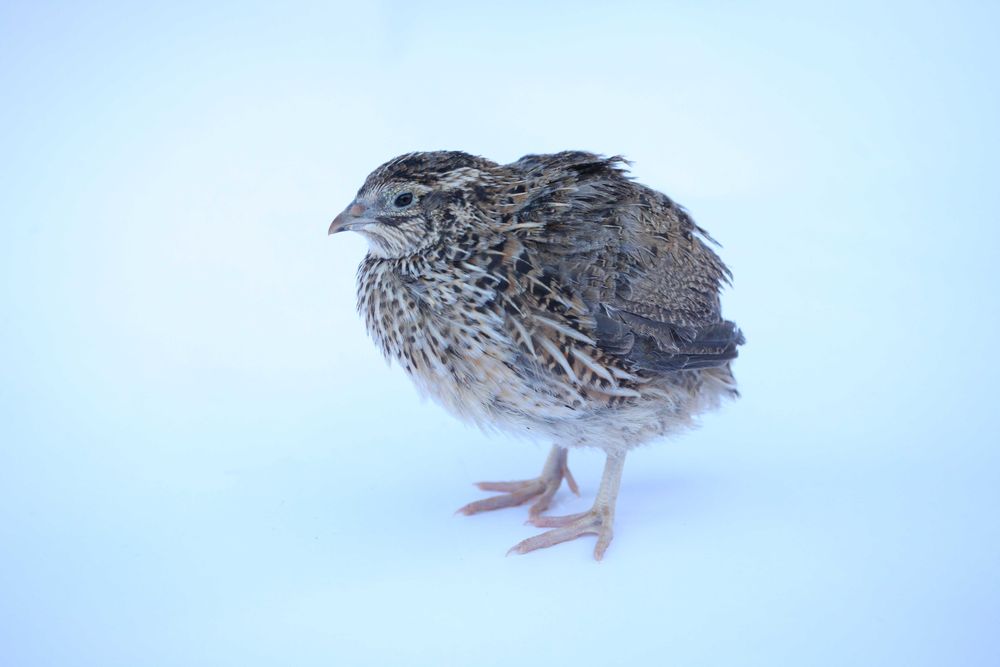 Oua de prepeliță pentru incubat rasa Japoneza Mare