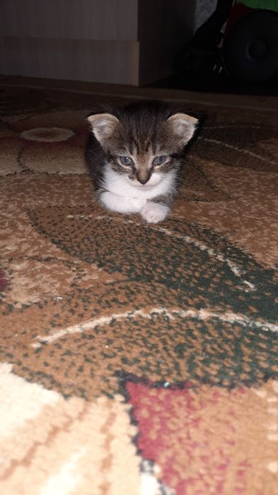 Отдам котят в добрые руки