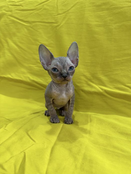 Невероятный голубоглазый эльф: котенок Канадского сфинкса