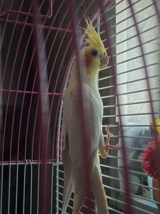 Продам попугая корелла (нимфа)