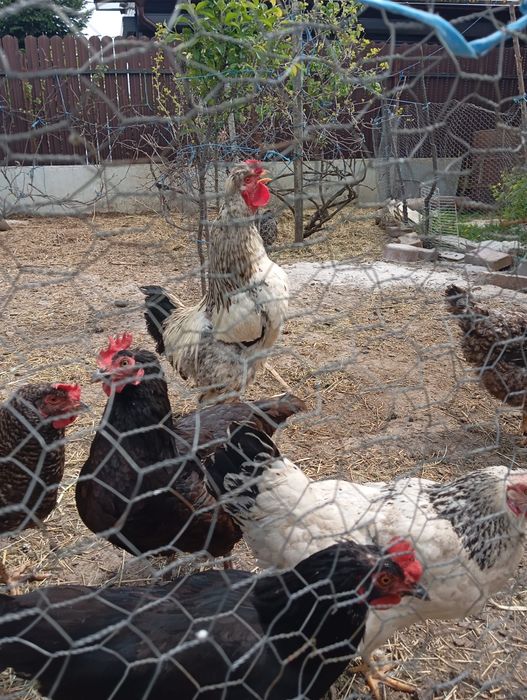 Vând cocoș australop albastru și moțat românesc
