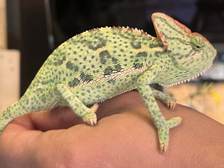 Vand terariu complet + cameleon