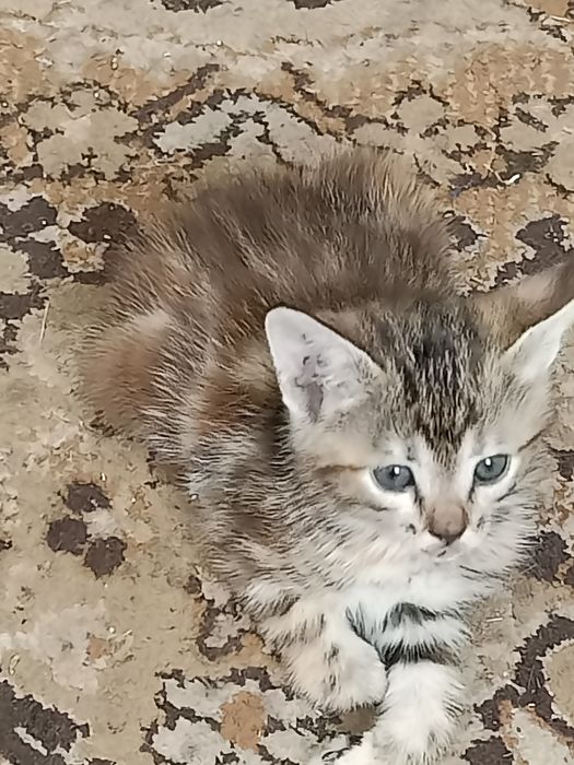 Отдам котят,мама крысыловка