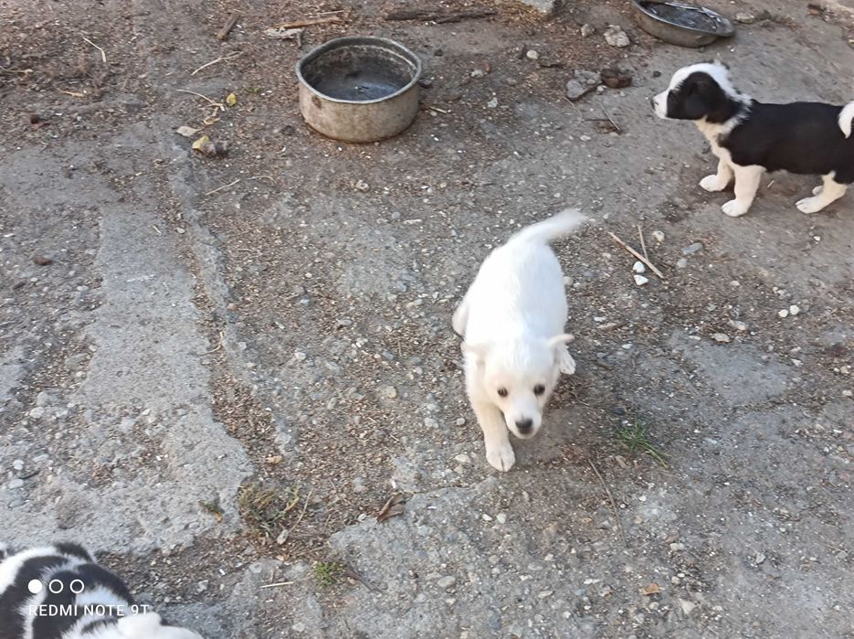 Căței spre adopție