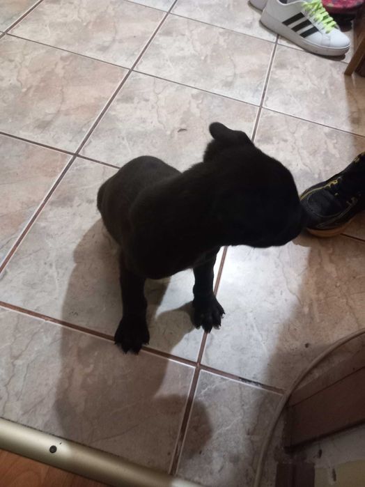 URGENT Cățeluși spre adoptie