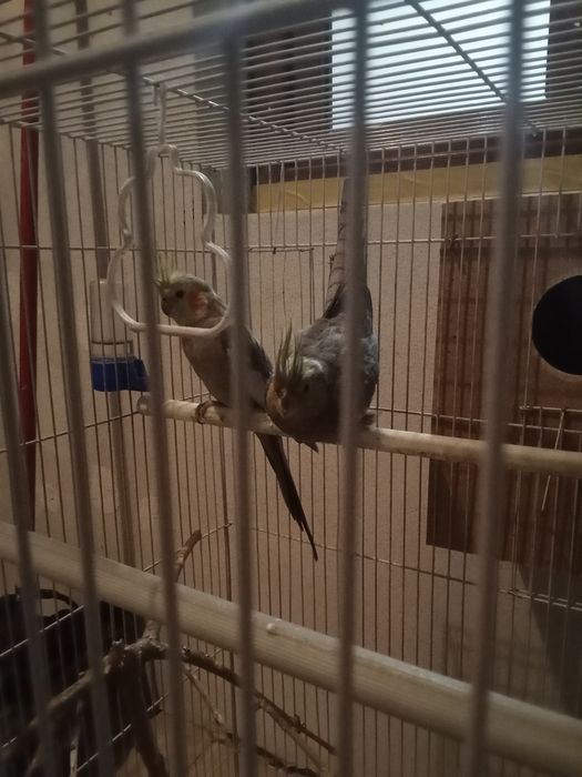 Папугайи кареллы