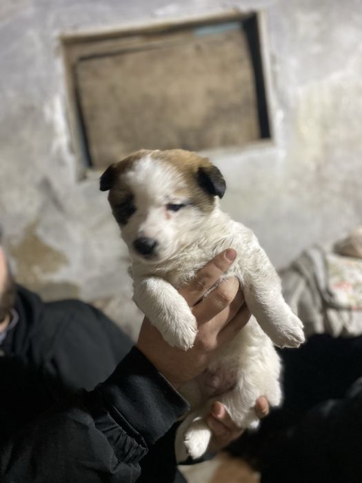 Отдам щенка мальчика