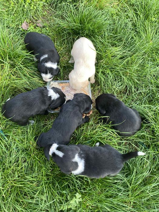 Кученца кохер шпаньол