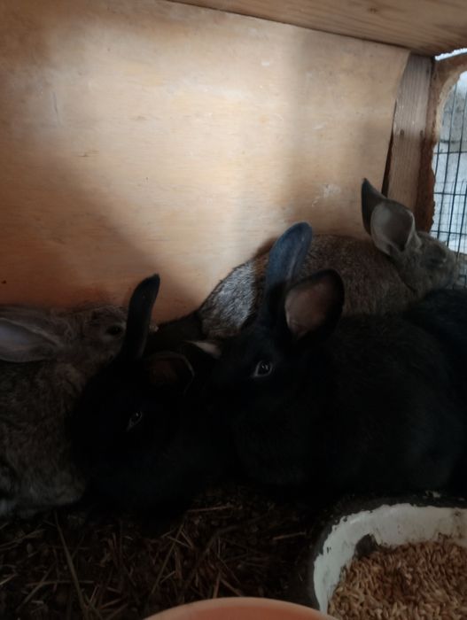 Продам крольчат три месяца