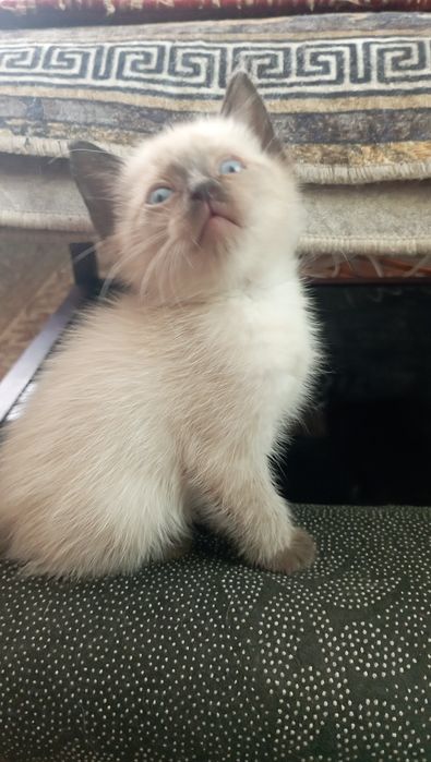 Отдам в хорошие руки котенка