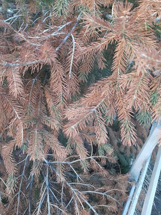 Лечение хвойных деревьев