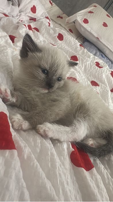 Отдам котенка девочка