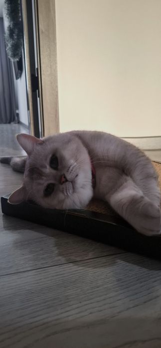 Вязка, котик с опытом