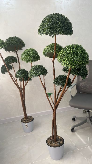 Декоративная Дерево Банзай Шымкент