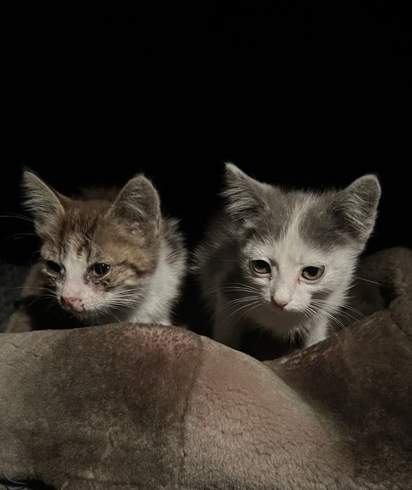 Срочно очень отдам котят